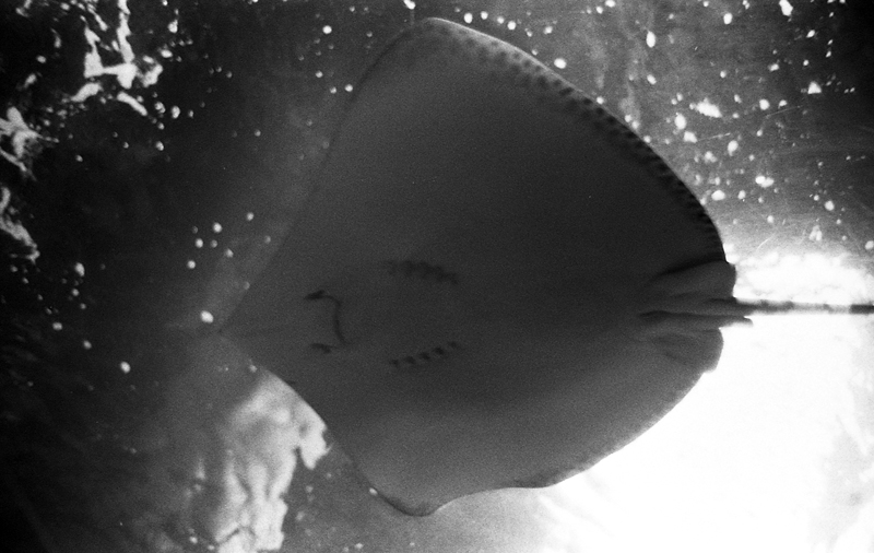 f:id:aremo-koremo:20161123214807j:plain