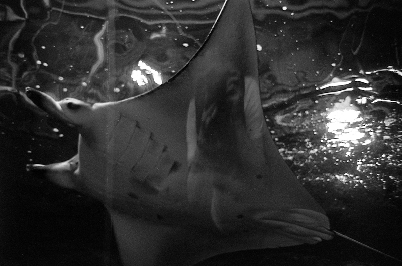 f:id:aremo-koremo:20161123214934j:plain