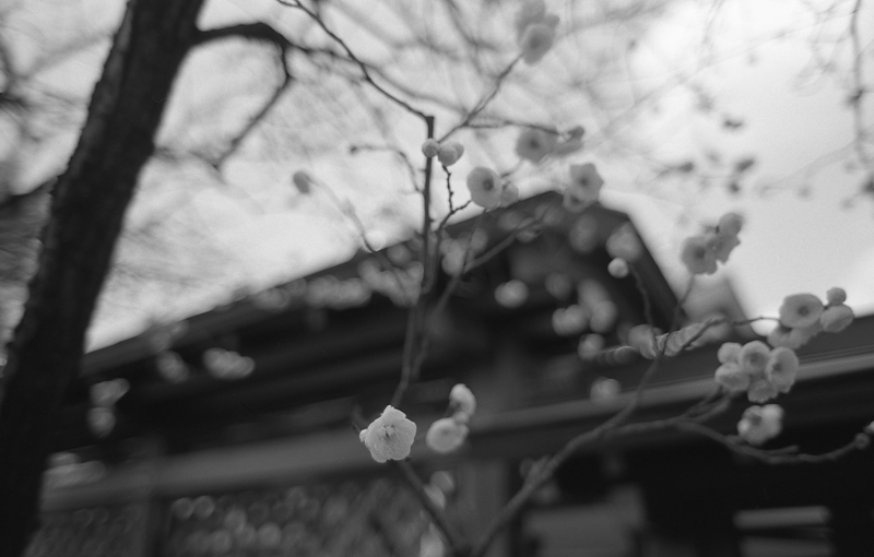 f:id:aremo-koremo:20161230201235j:plain