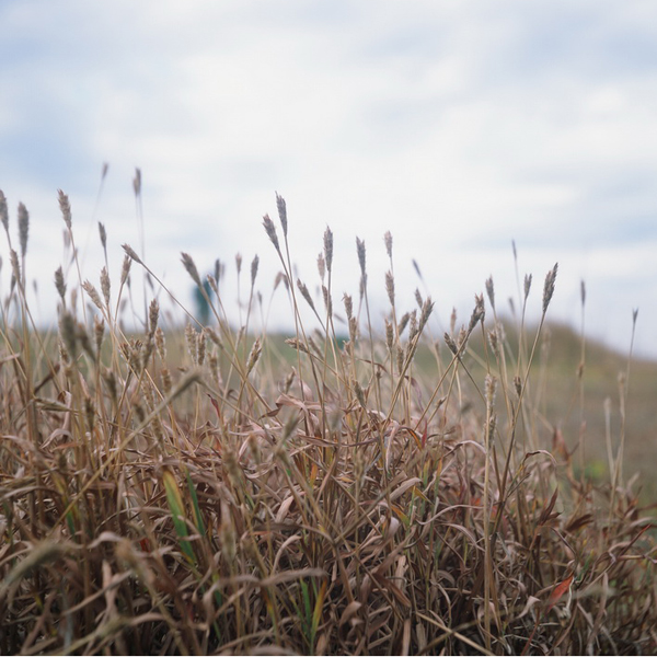 f:id:aremo-koremo:20170108173244j:plain