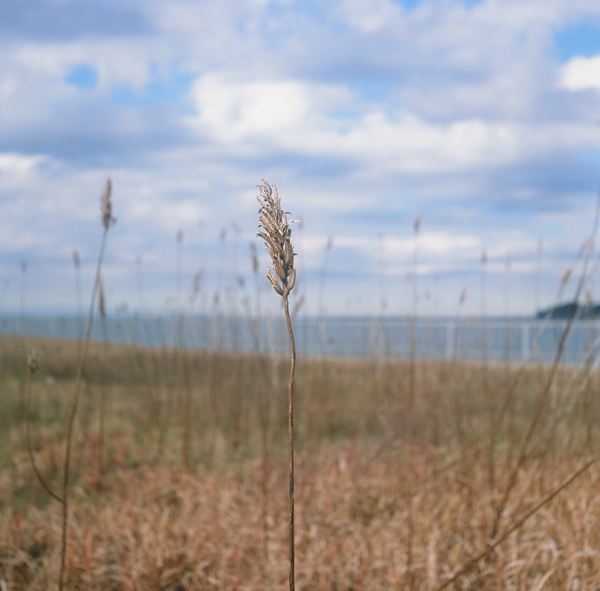 f:id:aremo-koremo:20170108173626j:plain