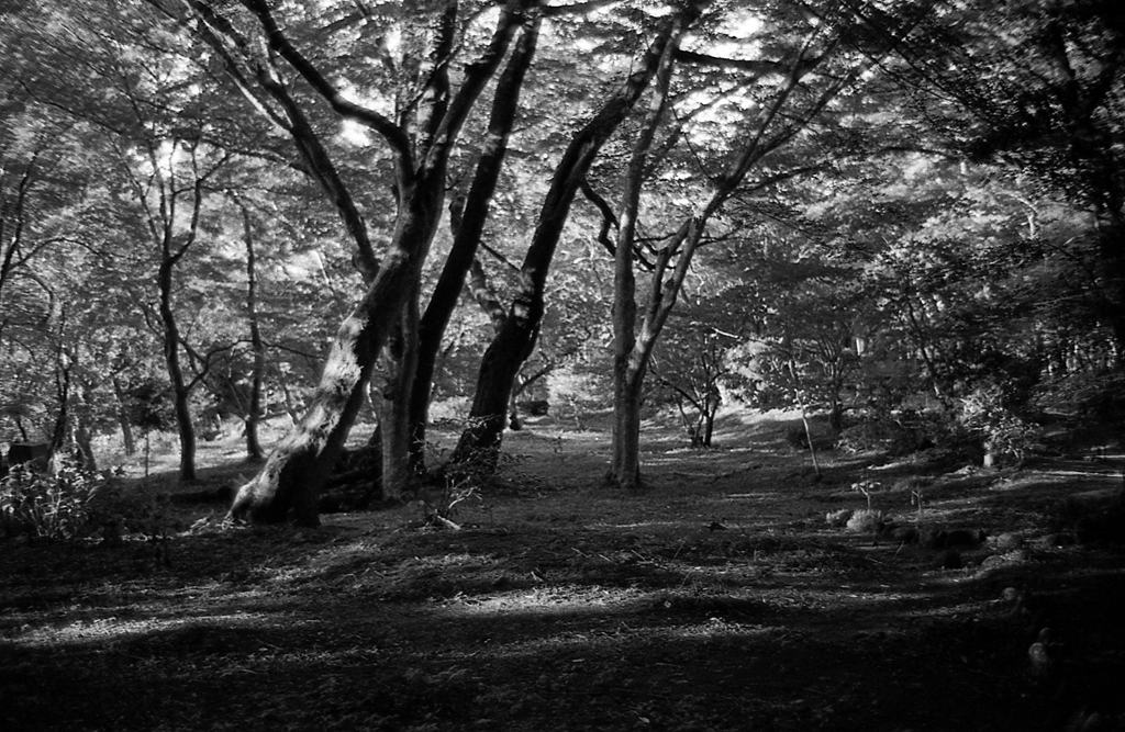 f:id:aremo-koremo:20170125173624j:plain