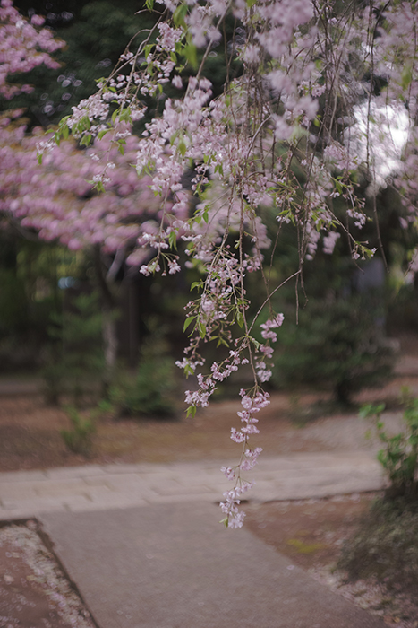 f:id:aremo-koremo:20170429191808j:plain