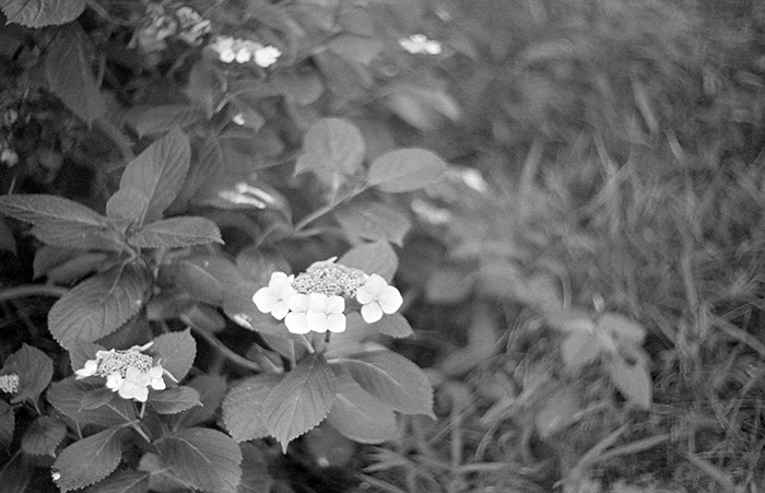 f:id:aremo-koremo:20170621155250j:plain
