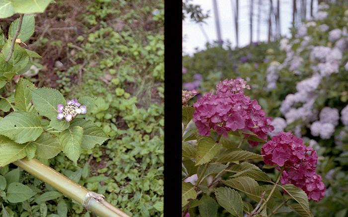 f:id:aremo-koremo:20170701164948j:plain