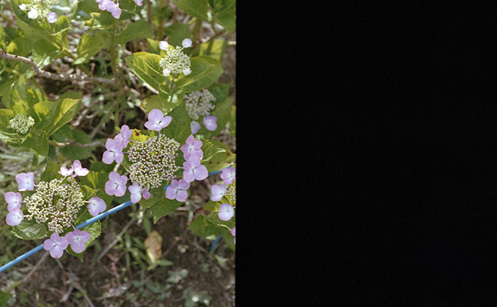 f:id:aremo-koremo:20170701165744j:plain