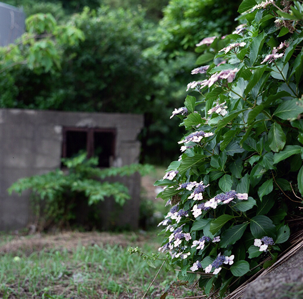 f:id:aremo-koremo:20170709141928j:plain f:id:aremo-koremo:20170709141928j:plain