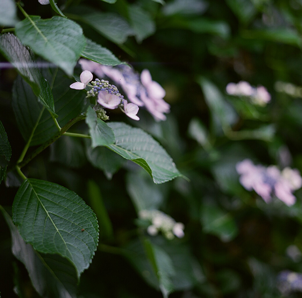 f:id:aremo-koremo:20170709144350j:plain f:id:aremo-koremo:20170709144350j:plain