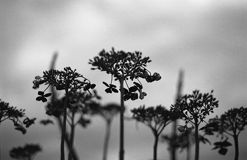 f:id:aremo-koremo:20171208222626j:plain