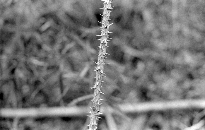 f:id:aremo-koremo:20180304042927j:plain