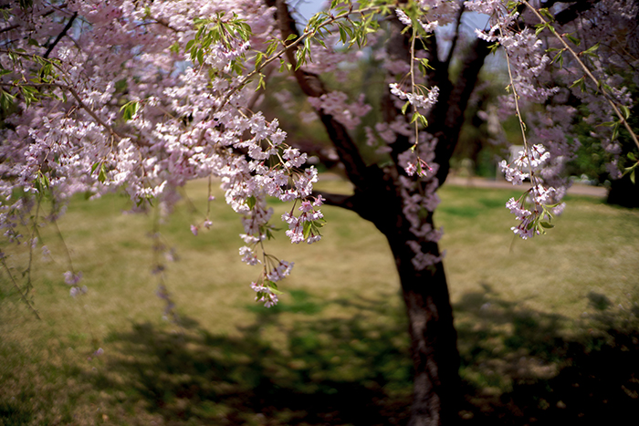 f:id:aremo-koremo:20180407153741j:plain f:id:aremo-koremo:20180407153741j:plain