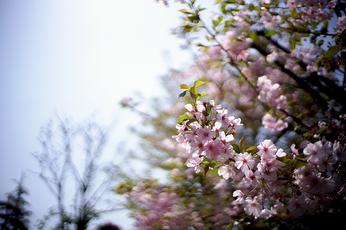 f:id:aremo-koremo:20180407154128j:plain f:id:aremo-koremo:20180407154128j:plain