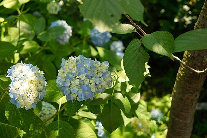 f:id:aremo-koremo:20180611155218j:plain f:id:aremo-koremo:20180611155218j:plain
