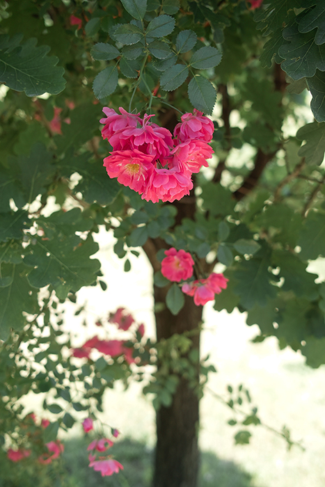 f:id:aremo-koremo:20180611160507j:plain f:id:aremo-koremo:20180611160507j:plain