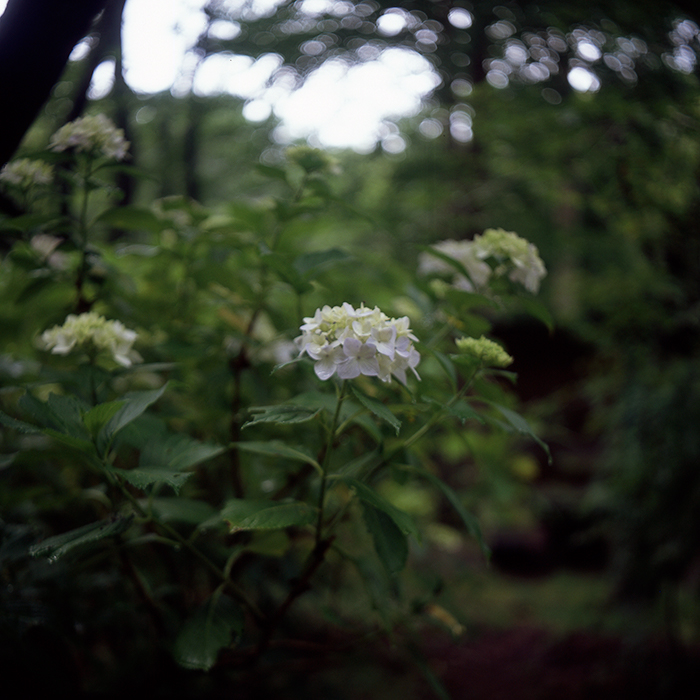 Flexaret VIで撮ったらその写りに驚いた - カメラが欲しい Flexaret VIで撮ったらその写りに驚いた - カメラが欲しい