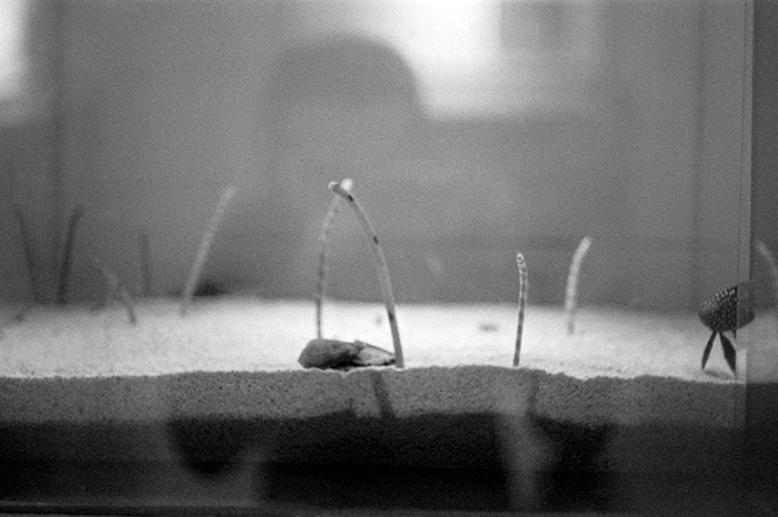 f:id:aremo-koremo:20180713162858j:plain