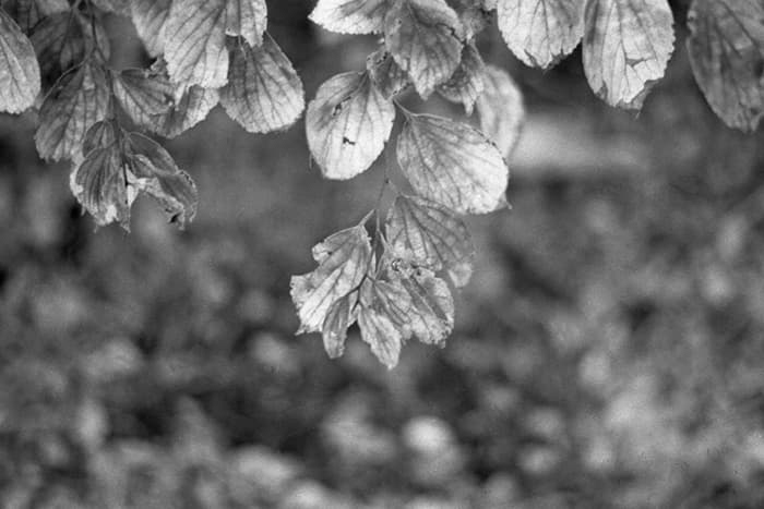 f:id:aremo-koremo:20181208200504j:plain