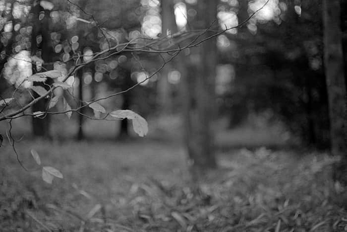 f:id:aremo-koremo:20181212202311j:plain