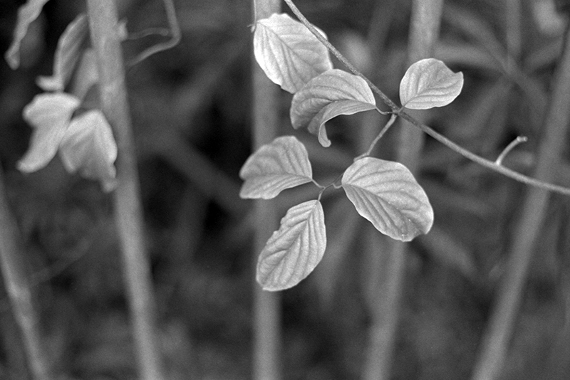 f:id:aremo-koremo:20190428041124j:plain