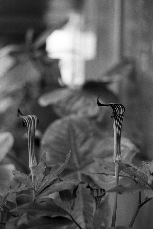 f:id:aremo-koremo:20190428041303j:plain