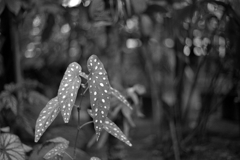 f:id:aremo-koremo:20190428041910j:plain