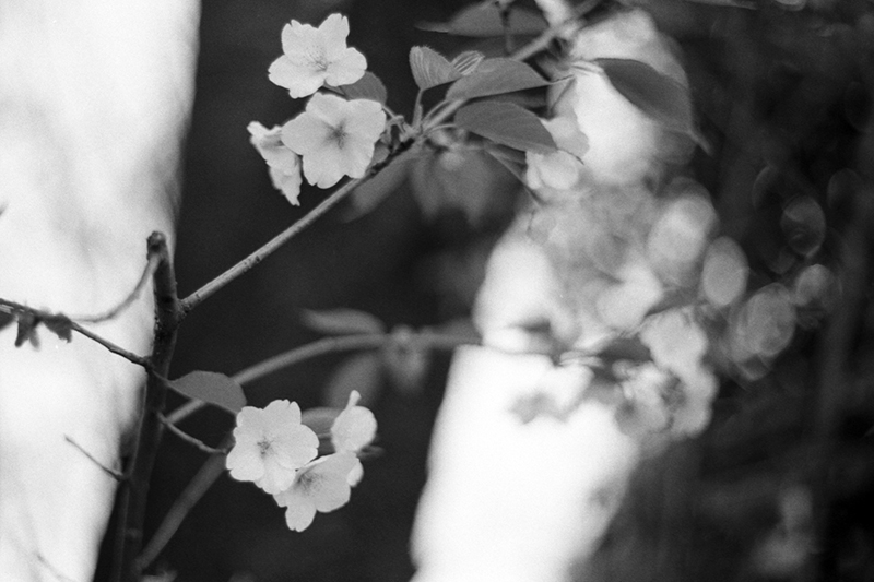 f:id:aremo-koremo:20190428042838j:plain