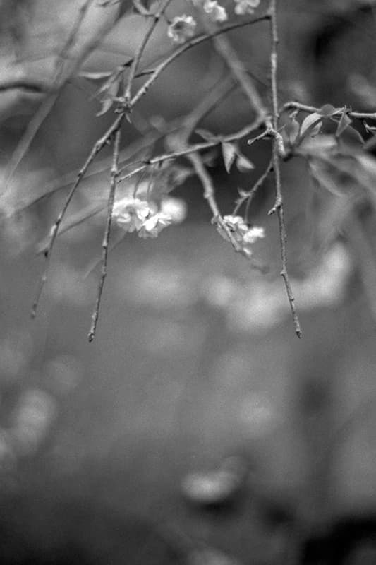 f:id:aremo-koremo:20190428044653j:plain