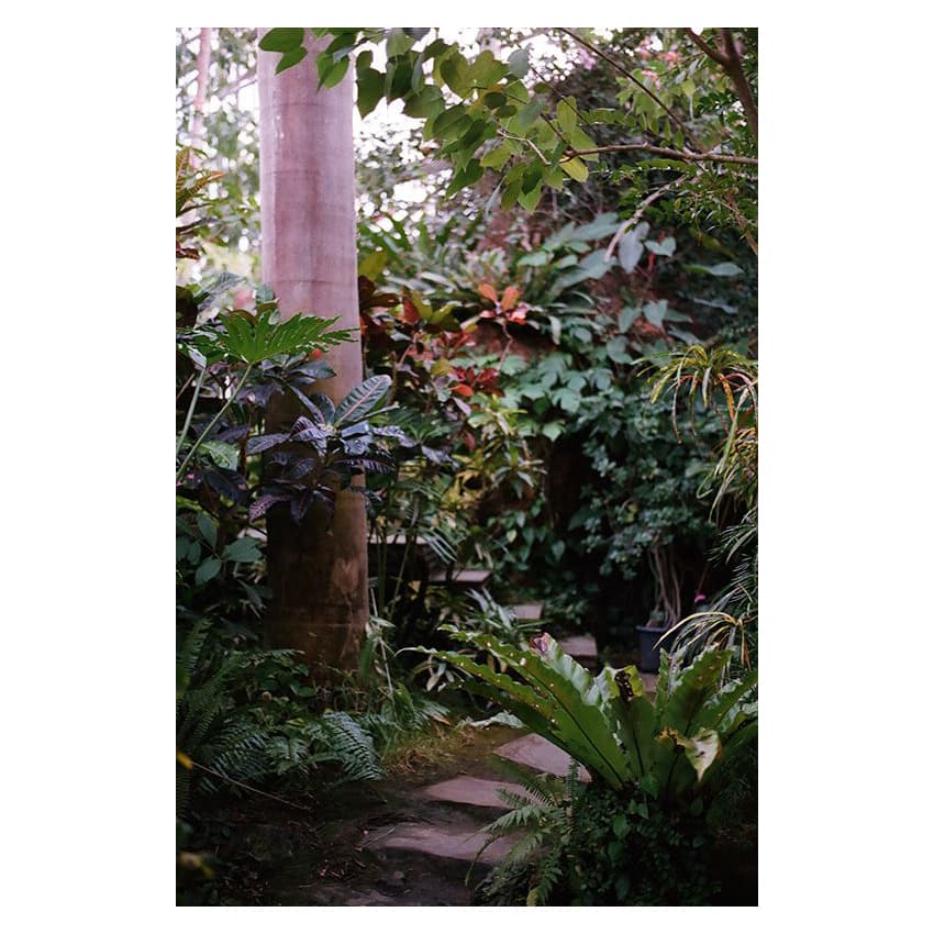 NIKON F80SとAF-S NIKKOR 50mm f/1.8Gで夢の島熱帯植物園を撮ってきた