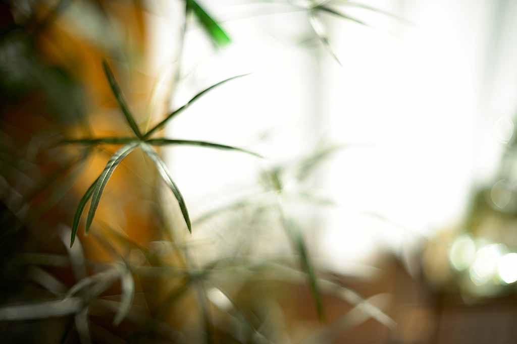 f:id:aremo-koremo:20200228183827j:plain