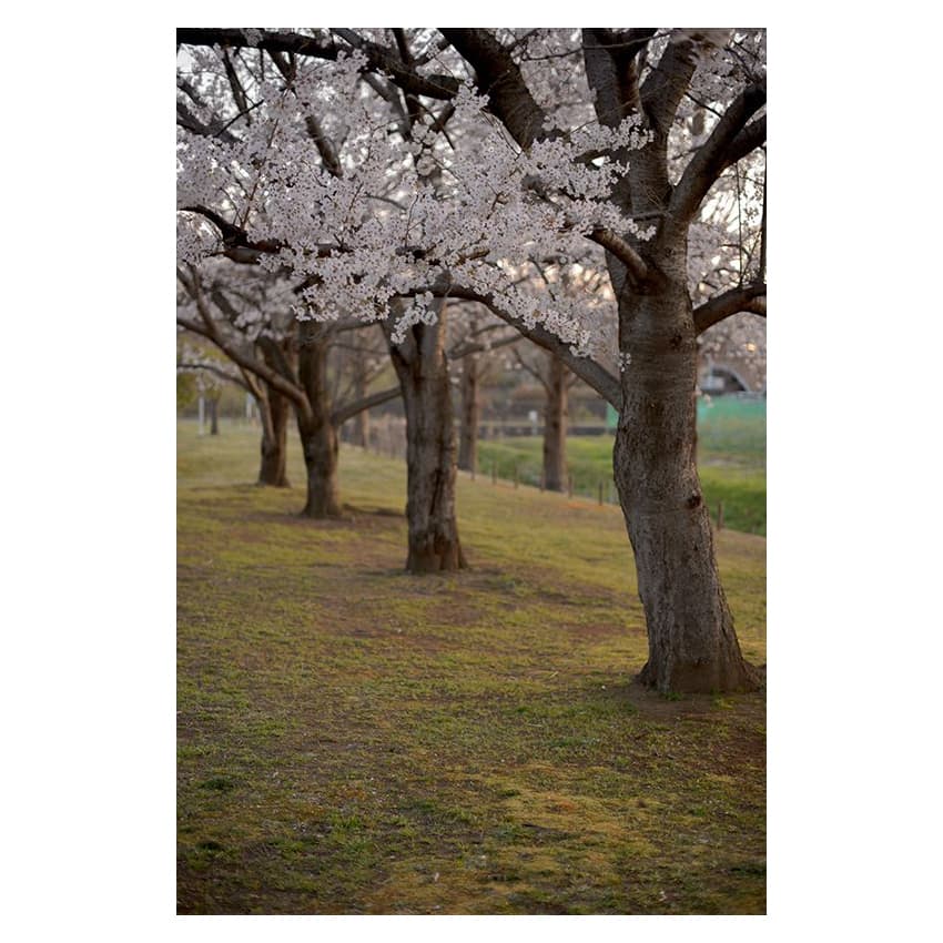 f:id:aremo-koremo:20200401151312j:plain