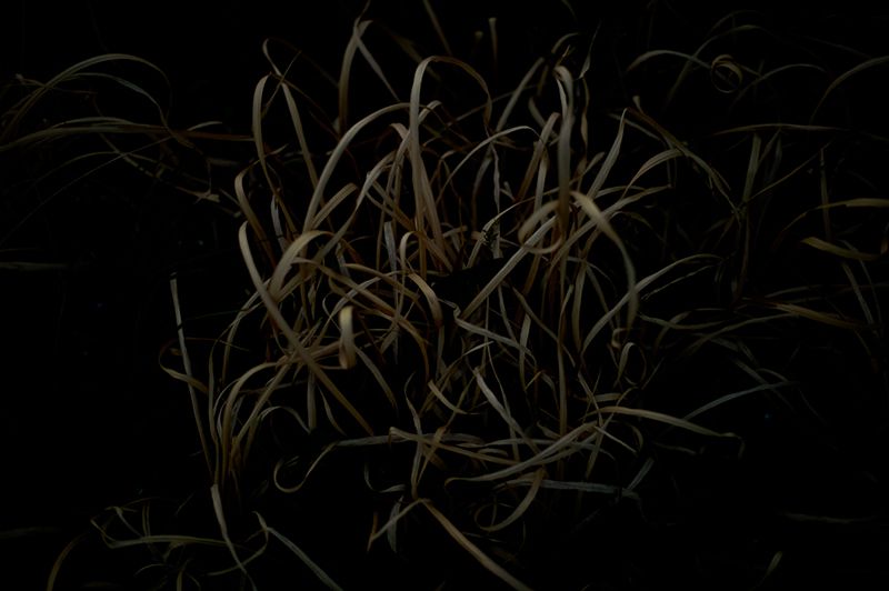 f:id:aremo-koremo:20200401154530j:plain