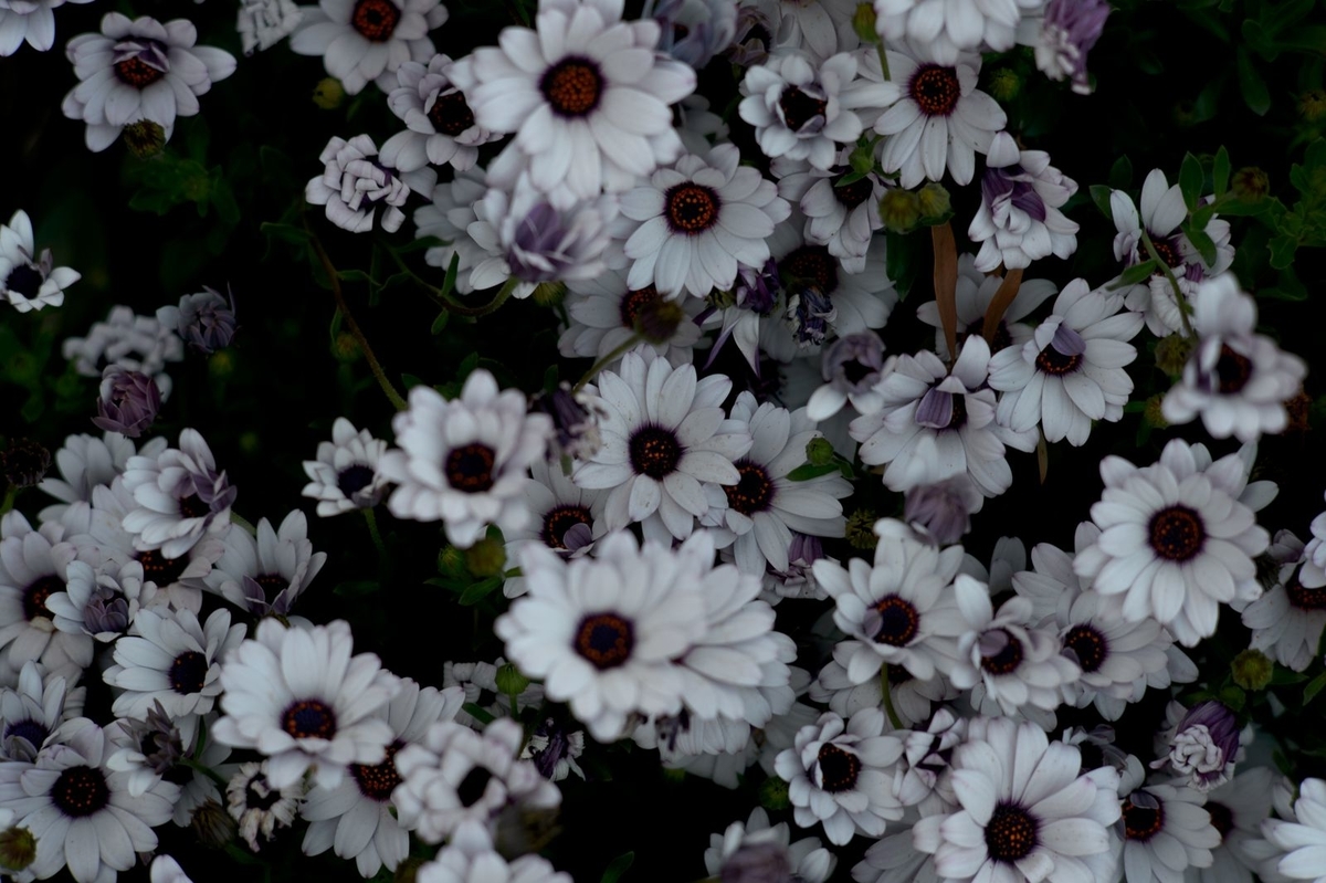 f:id:aremo-koremo:20200508041702j:plain
