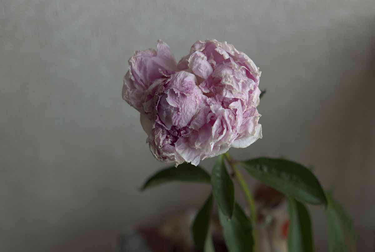 f:id:aremo-koremo:20200606170951j:plain
