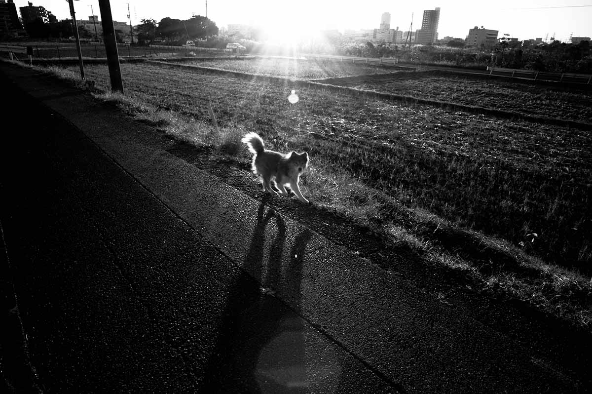 f:id:aremo-koremo:20200629174156j:plain