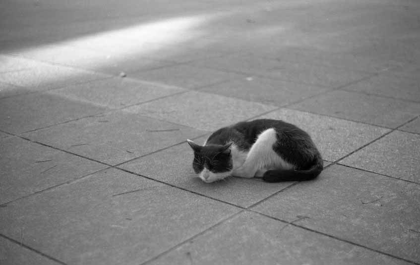 f:id:aremo-koremo:20200629234729j:plain