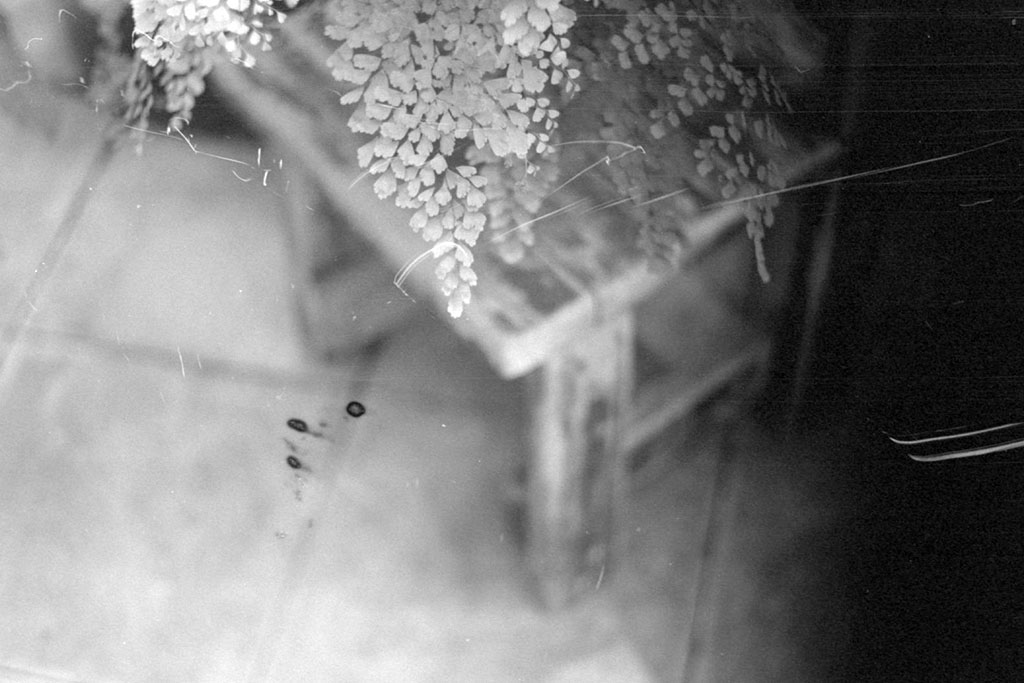 Canon IVsb（CANON RAPID WINDER付き）とCanon 50mm f1.8で撮ってきた