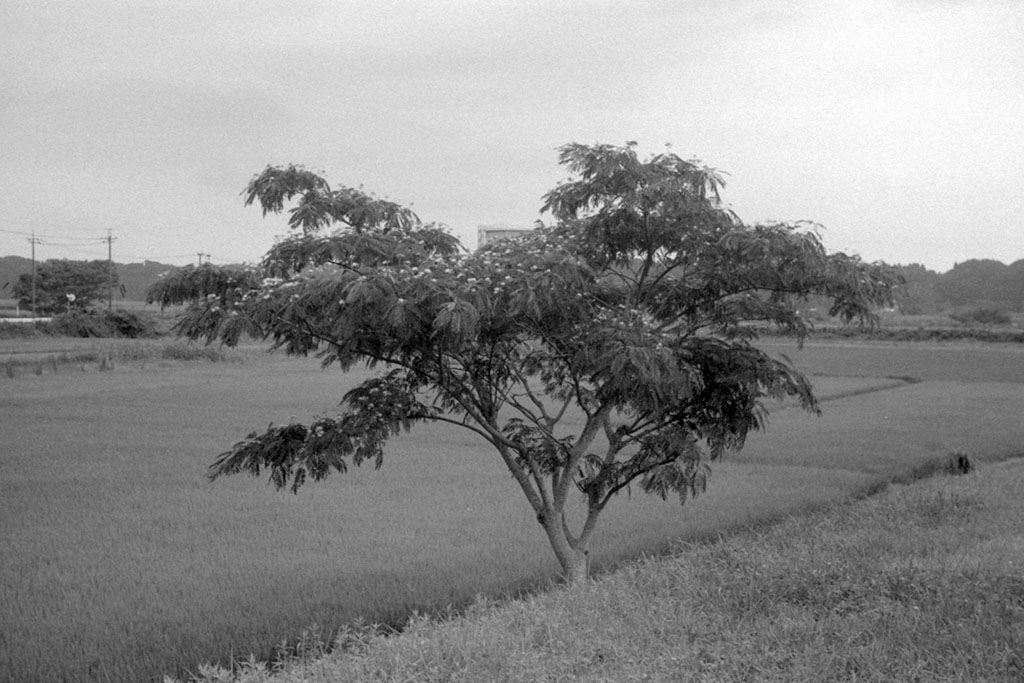 f:id:aremo-koremo:20200801171852j:plain