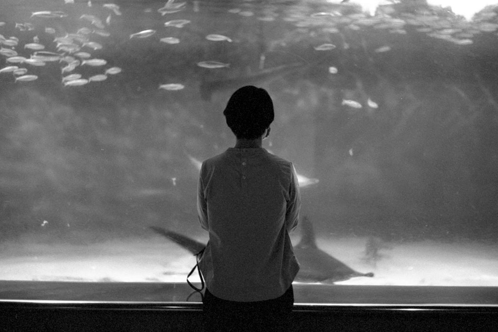 【作例あり】Canon IVsb+50mm f1.8 l 前期 Canon IV SbとCanon 50mm f1.8とRAPID WINDERで葛西臨海水族園を
