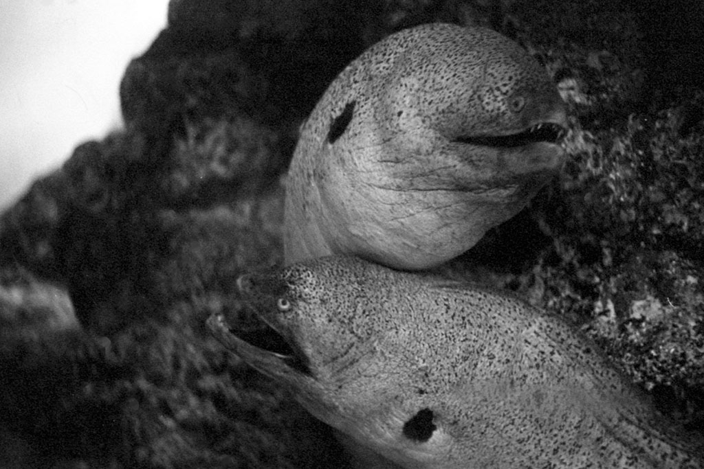 【作例あり】Canon IVsb+50mm f1.8 l 前期 Canon IV SbとCanon 50mm f1.8とRAPID WINDERで葛西臨海水族園を