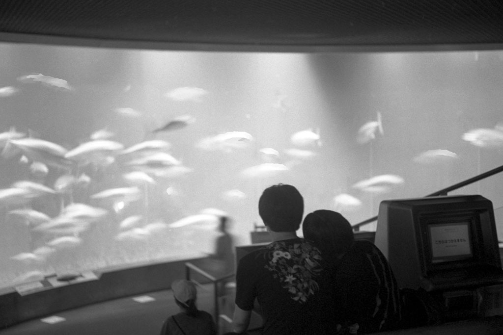 【作例あり】Canon IVsb+50mm f1.8 l 前期 Canon IV SbとCanon 50mm f1.8とRAPID WINDERで葛西臨海水族園を