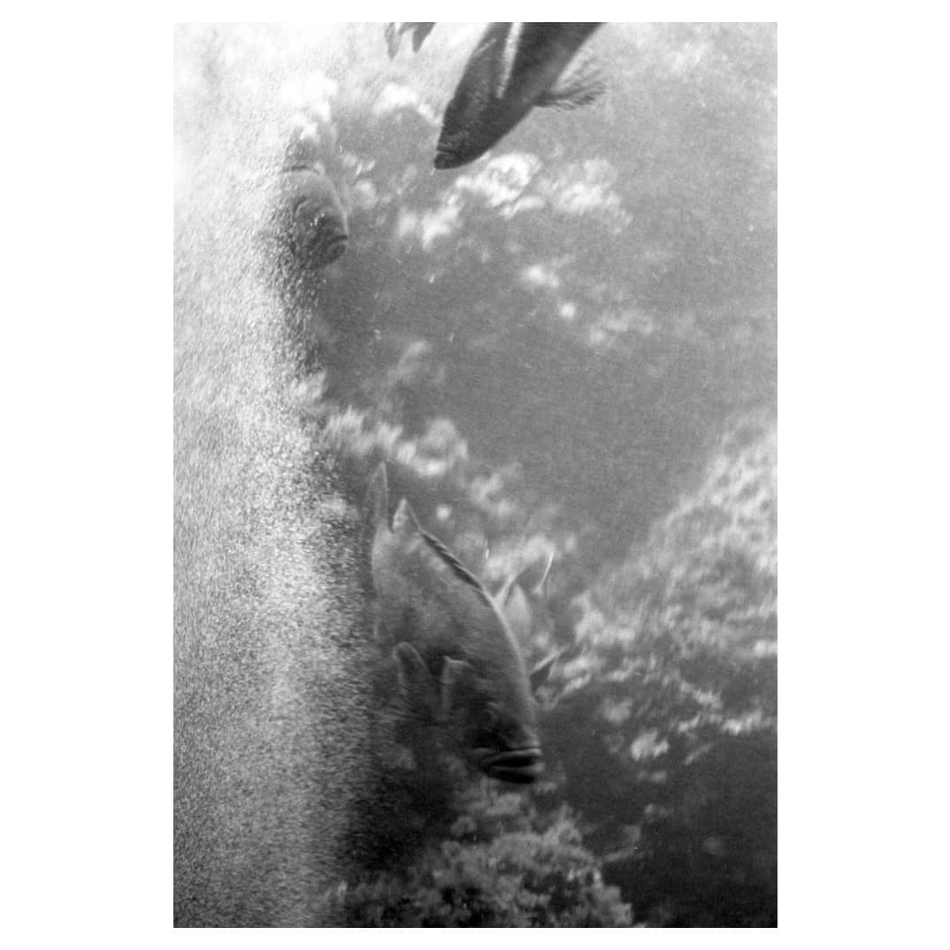 Canon IV SbとCanon 50mm f1.8とRAPID WINDERで葛西臨海水族園を