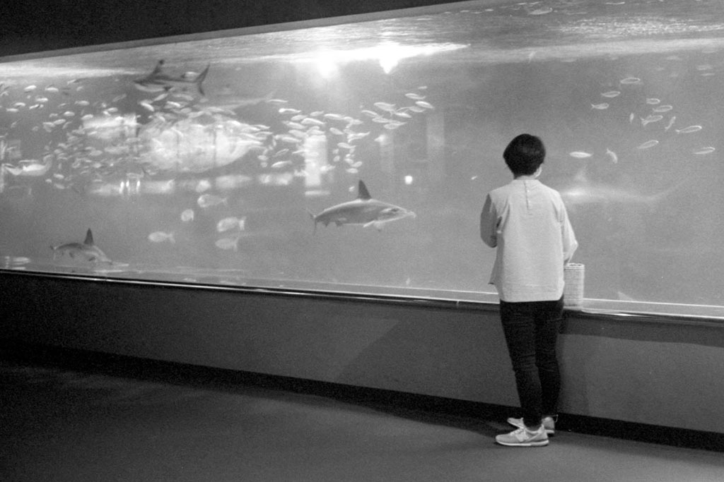 【作例あり】Canon IVsb+50mm f1.8 l 前期 Canon IV SbとCanon 50mm f1.8とRAPID WINDERで葛西臨海水族園を