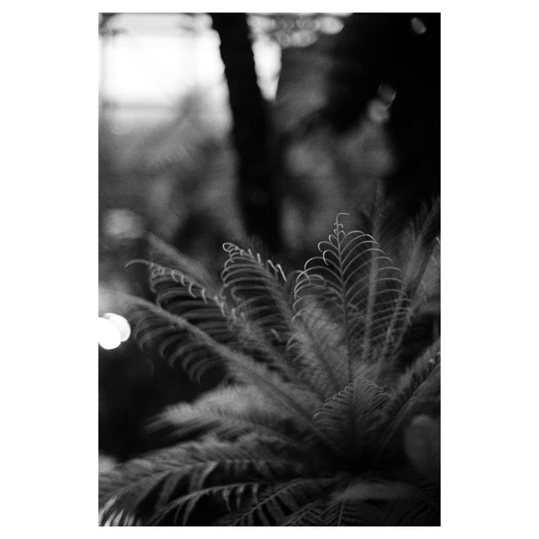 Contax IとSonnar 5cm f1,5で夢の島熱帯植物館を撮ってきた - カメラが