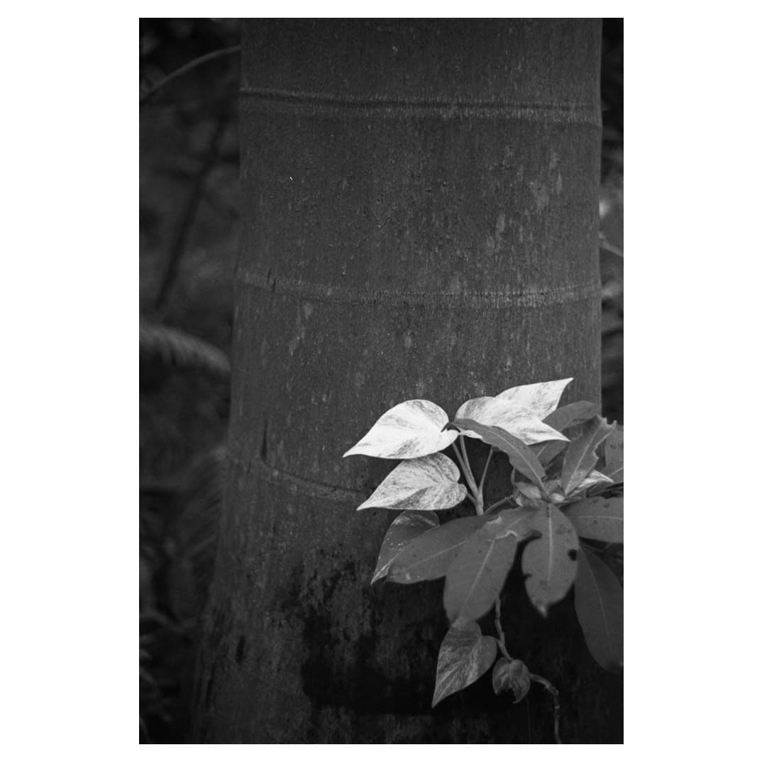 f:id:aremo-koremo:20201026214041j:plain