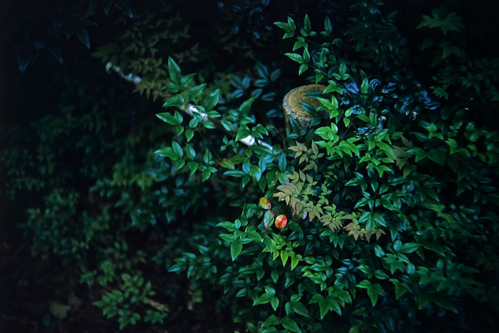 f:id:aremo-koremo:20201110012459j:plain