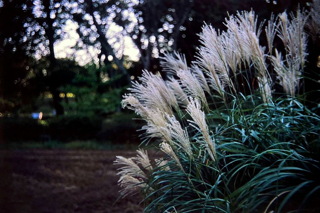 f:id:aremo-koremo:20201110203030j:plain