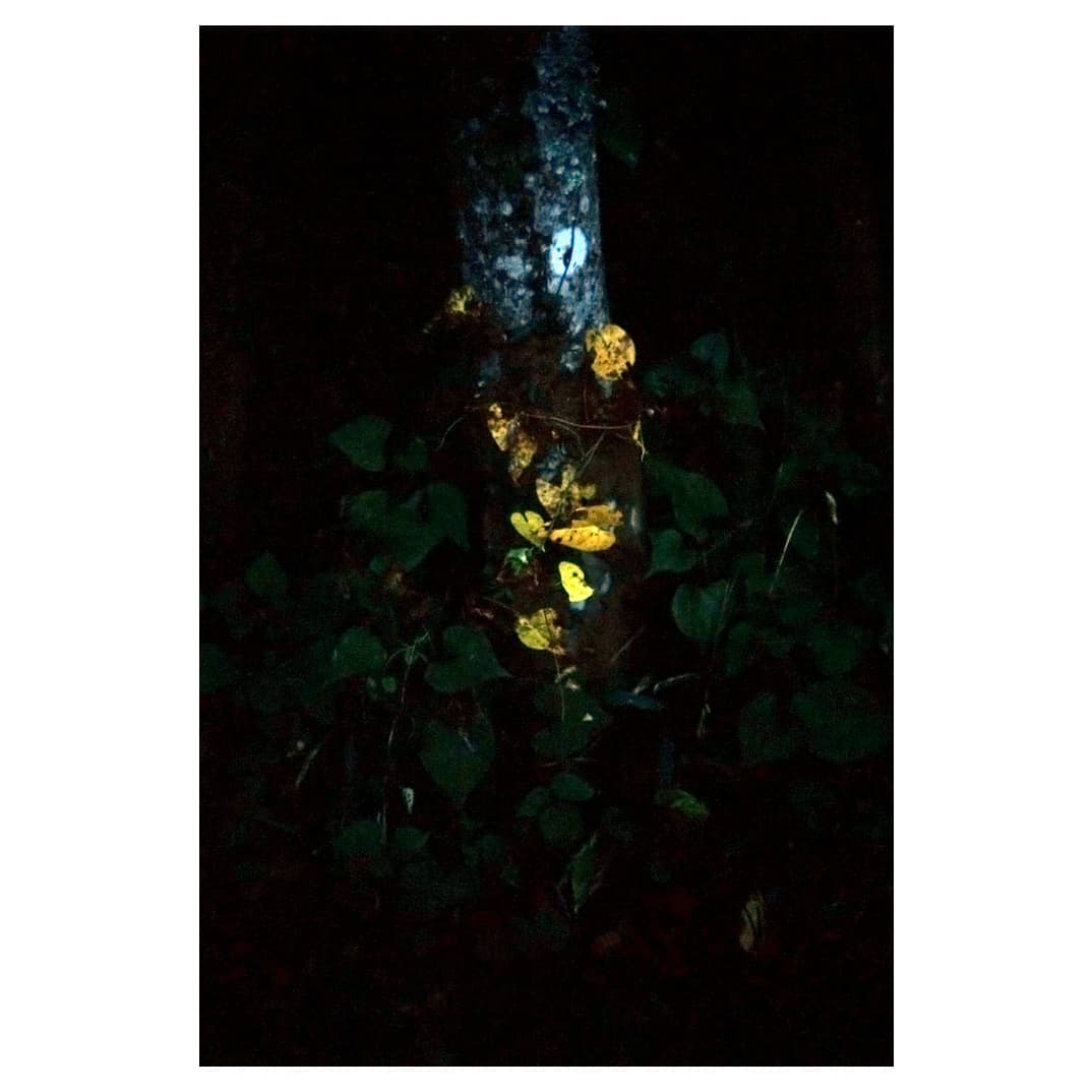 f:id:aremo-koremo:20201110205333j:plain