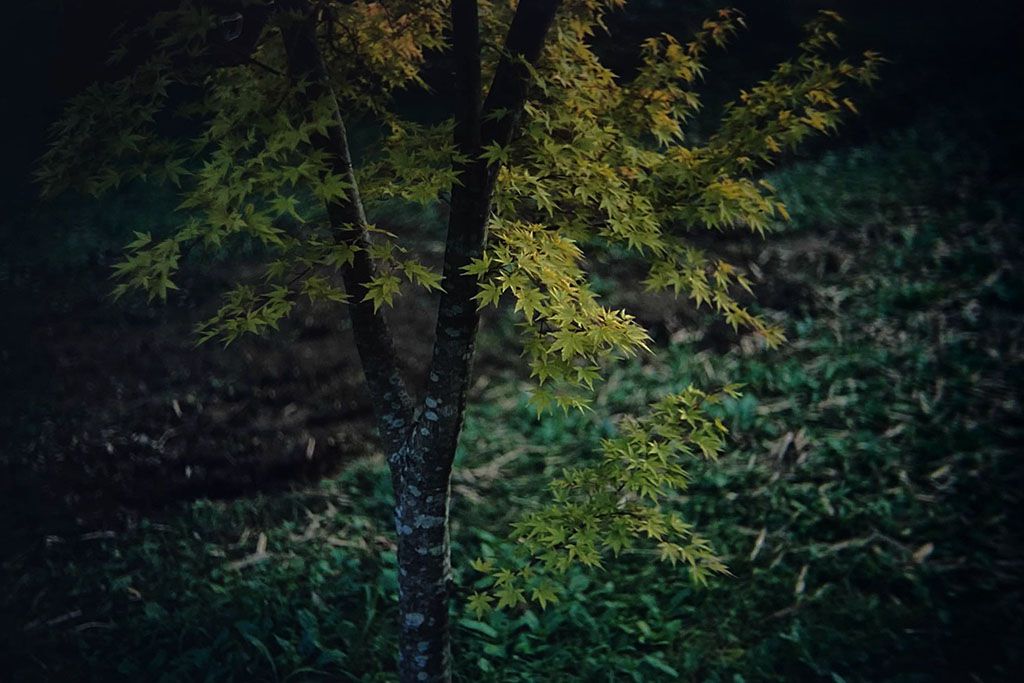 f:id:aremo-koremo:20201110205438j:plain