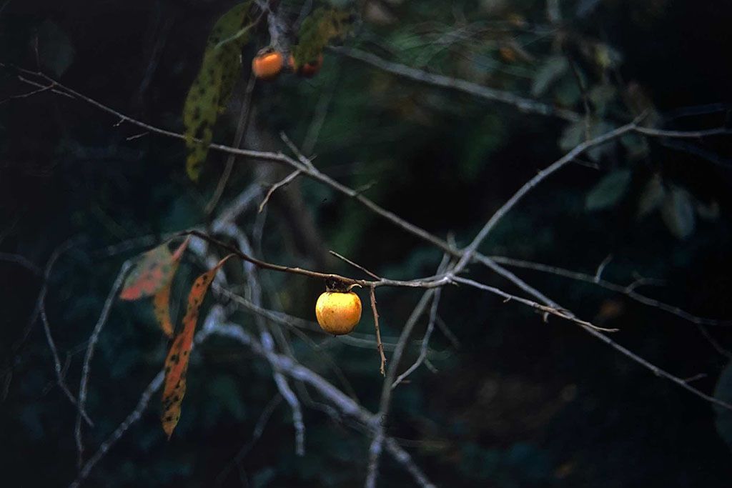 f:id:aremo-koremo:20201111144606j:plain