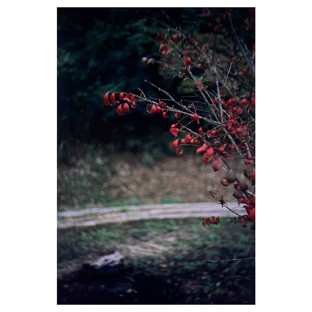 f:id:aremo-koremo:20201111152743j:plain